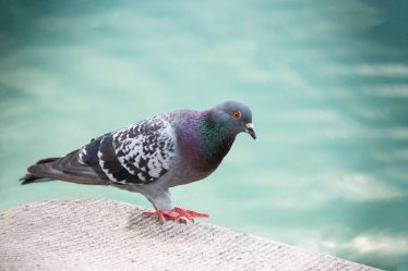 Choisir une entreprise anti pigeon dans le var pour une intervention durable