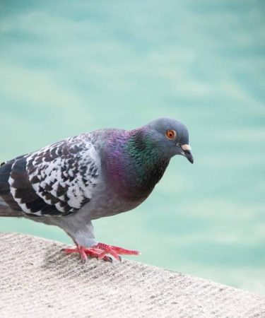 Choisir une entreprise anti pigeon dans le var pour une intervention durable